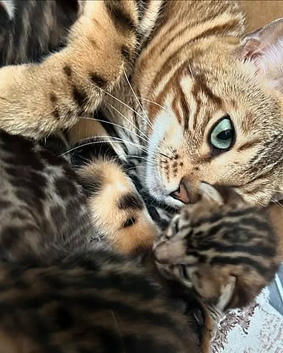 Baya, chat Bengal brown rosettes