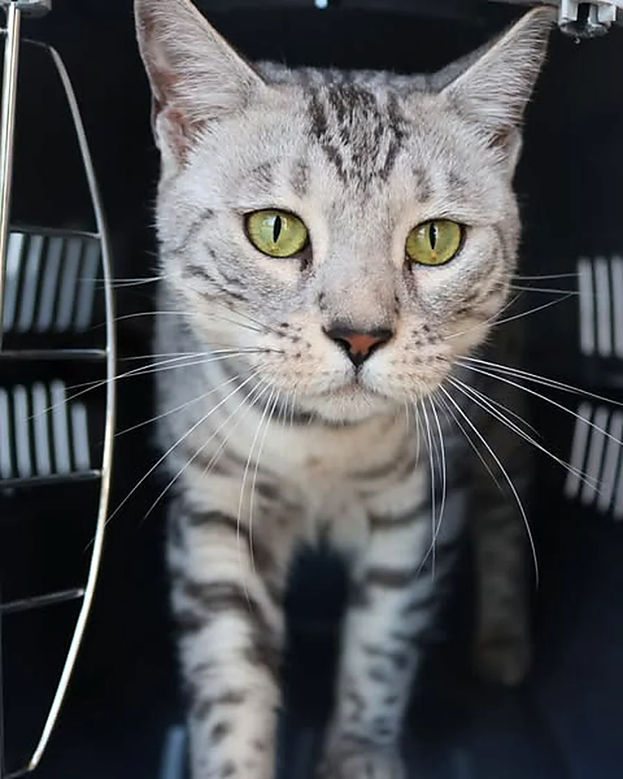 Tia, chat Bengal silver