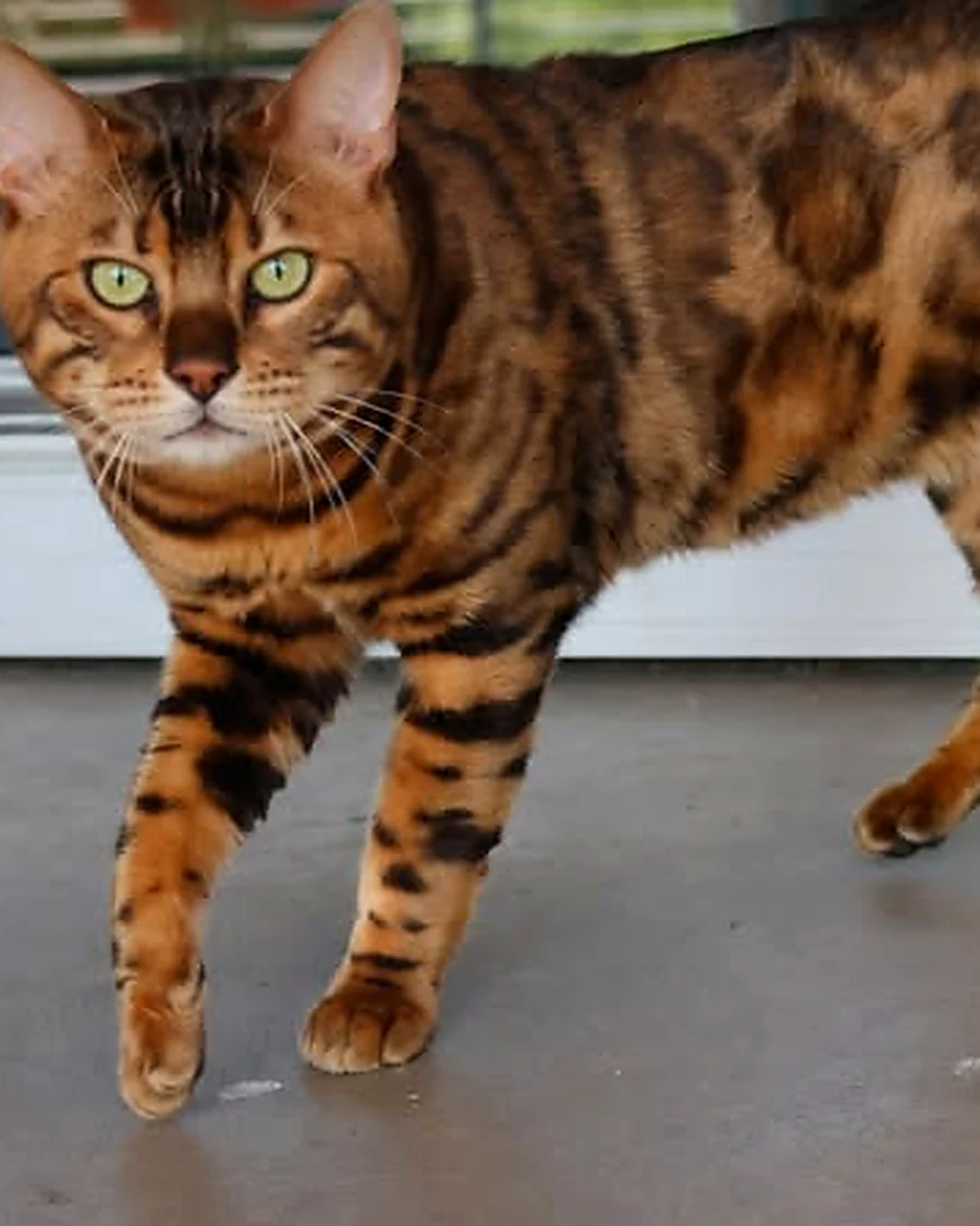 Woody, chat Bengal brown rosettes