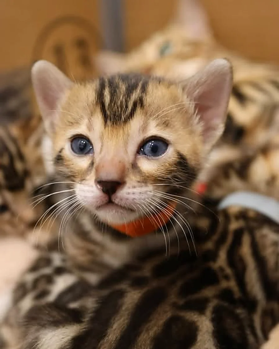 Chaton Bengal collier bleu, robe brown rosettes