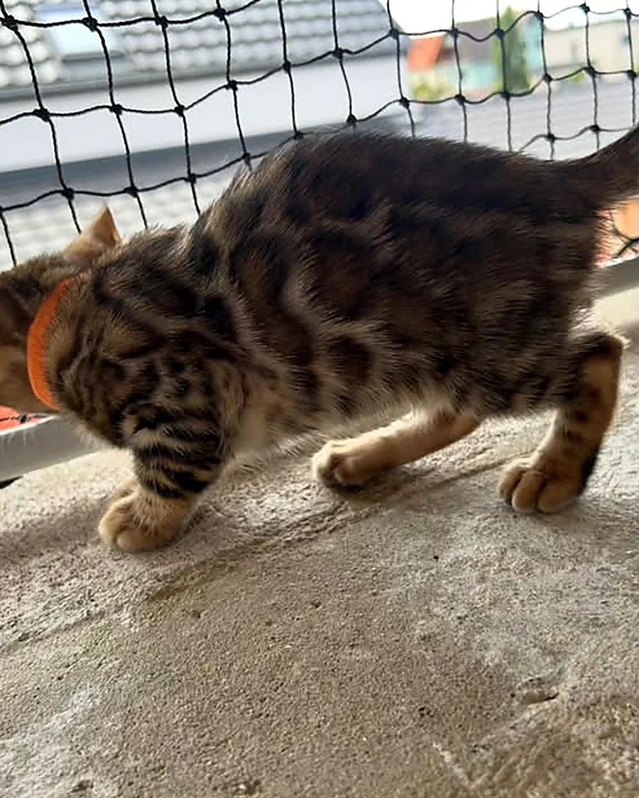 Chaton Bengal collier orange, robe brown rosettes