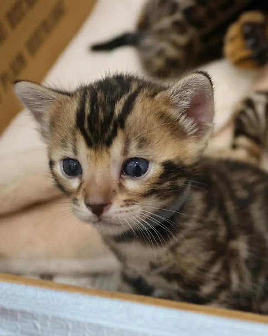 Chaton Bengal