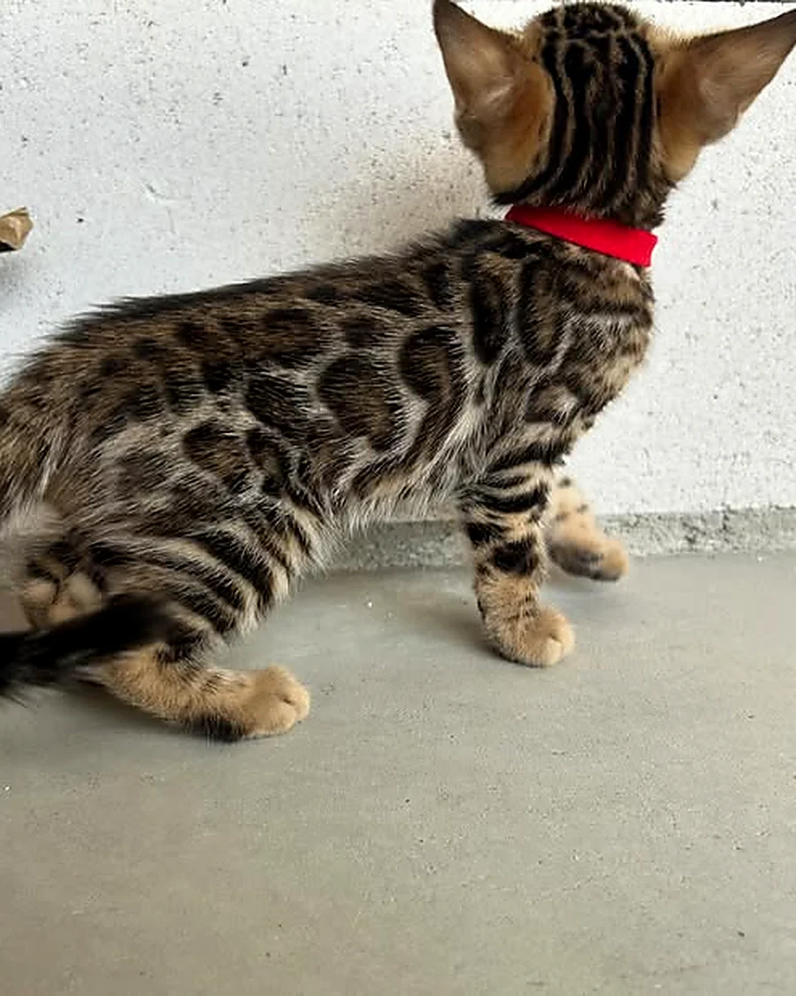 Chaton Bengal collier rouge, robe brown rosettes