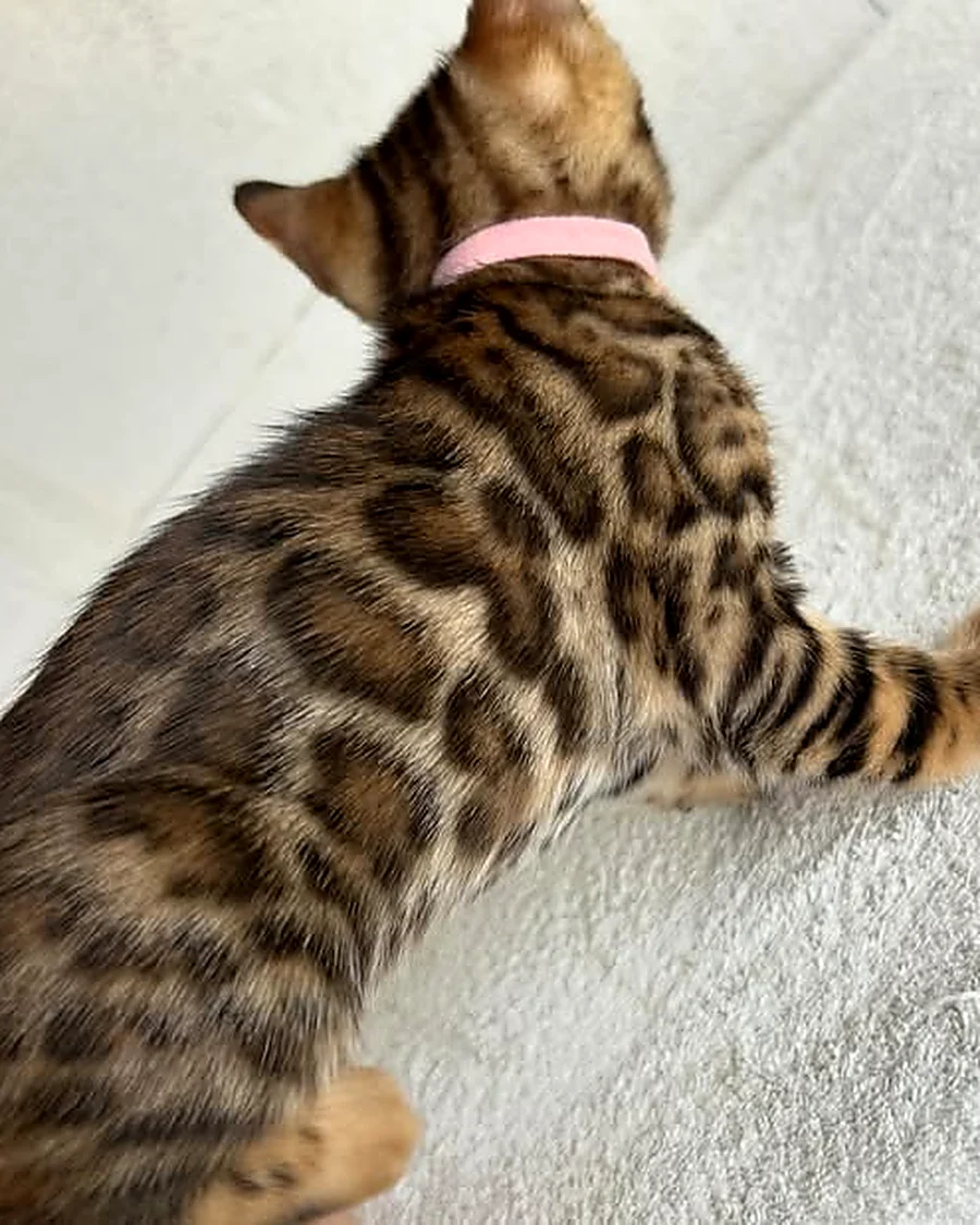Chaton Bengal collier rose, robe brown rosettes contrastées