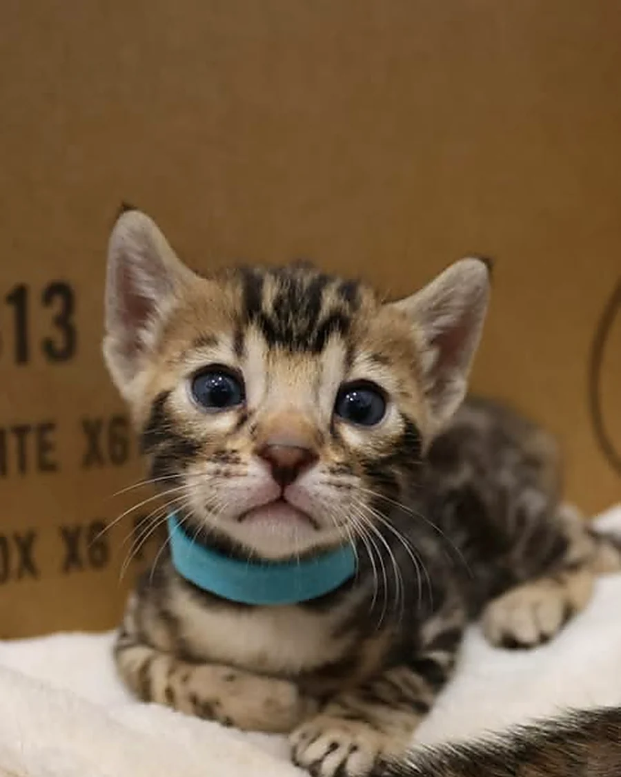 Chaton Bengal collier turquoise, robe brown rosettes