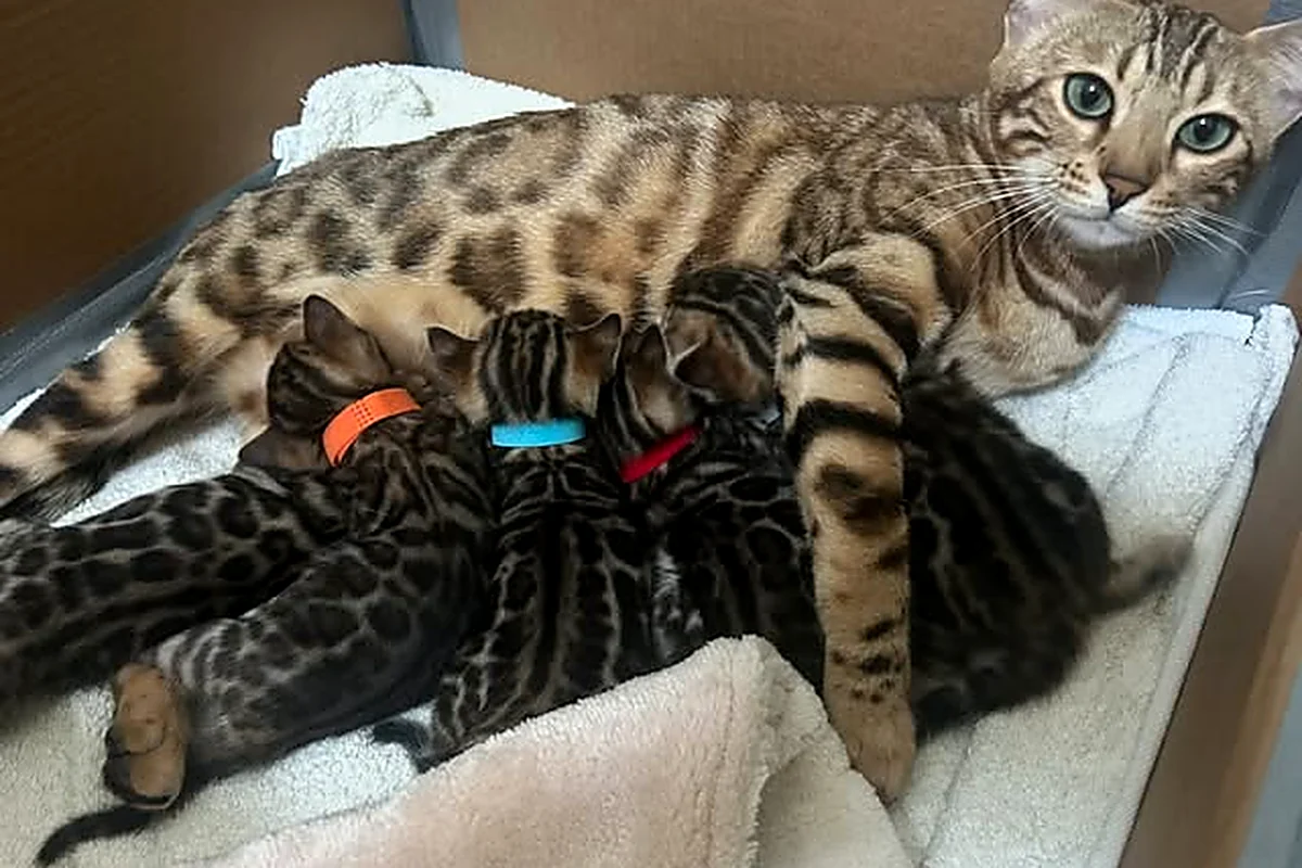 Chatons Bengal avec leur mère