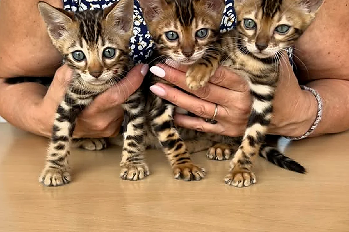 Trois chatons Bengal de la portée