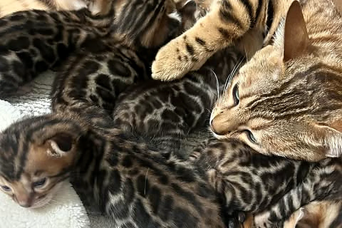 Portée de chatons Bengal endormis