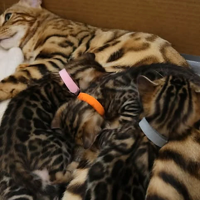 Chatons Bengal