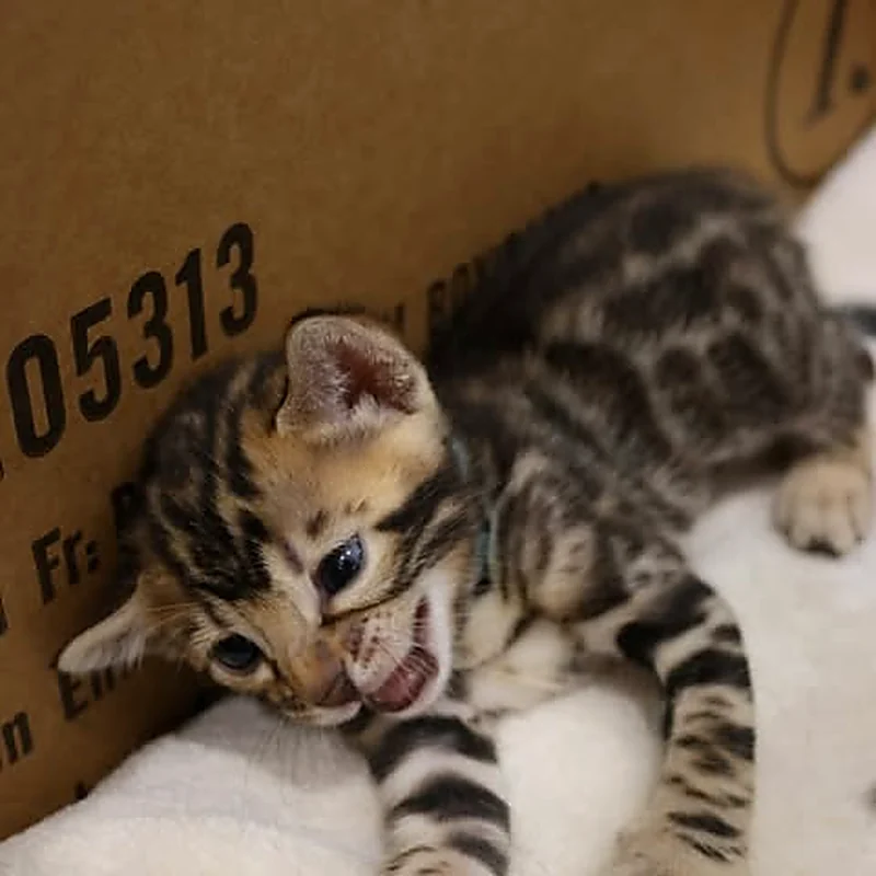 Chaton Bengal qui joue