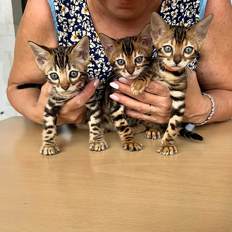 Trois chatons Bengal