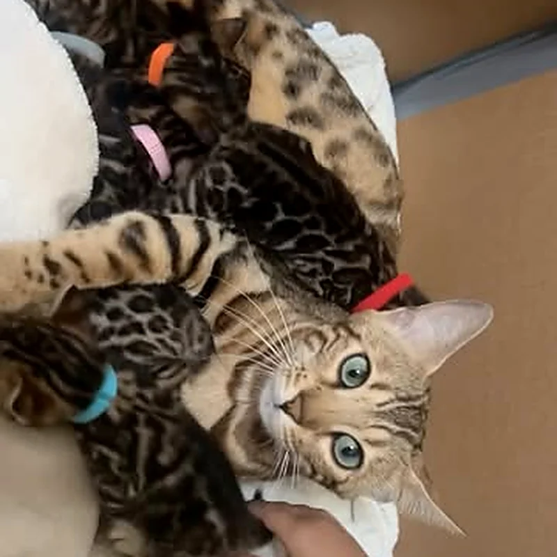 Portée de chatons Bengal