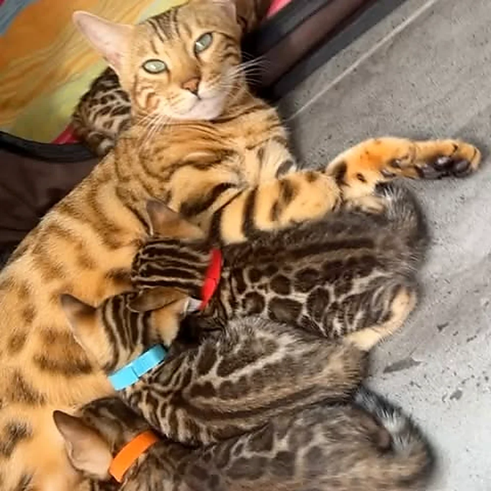 Baya et ses chatons Bengal