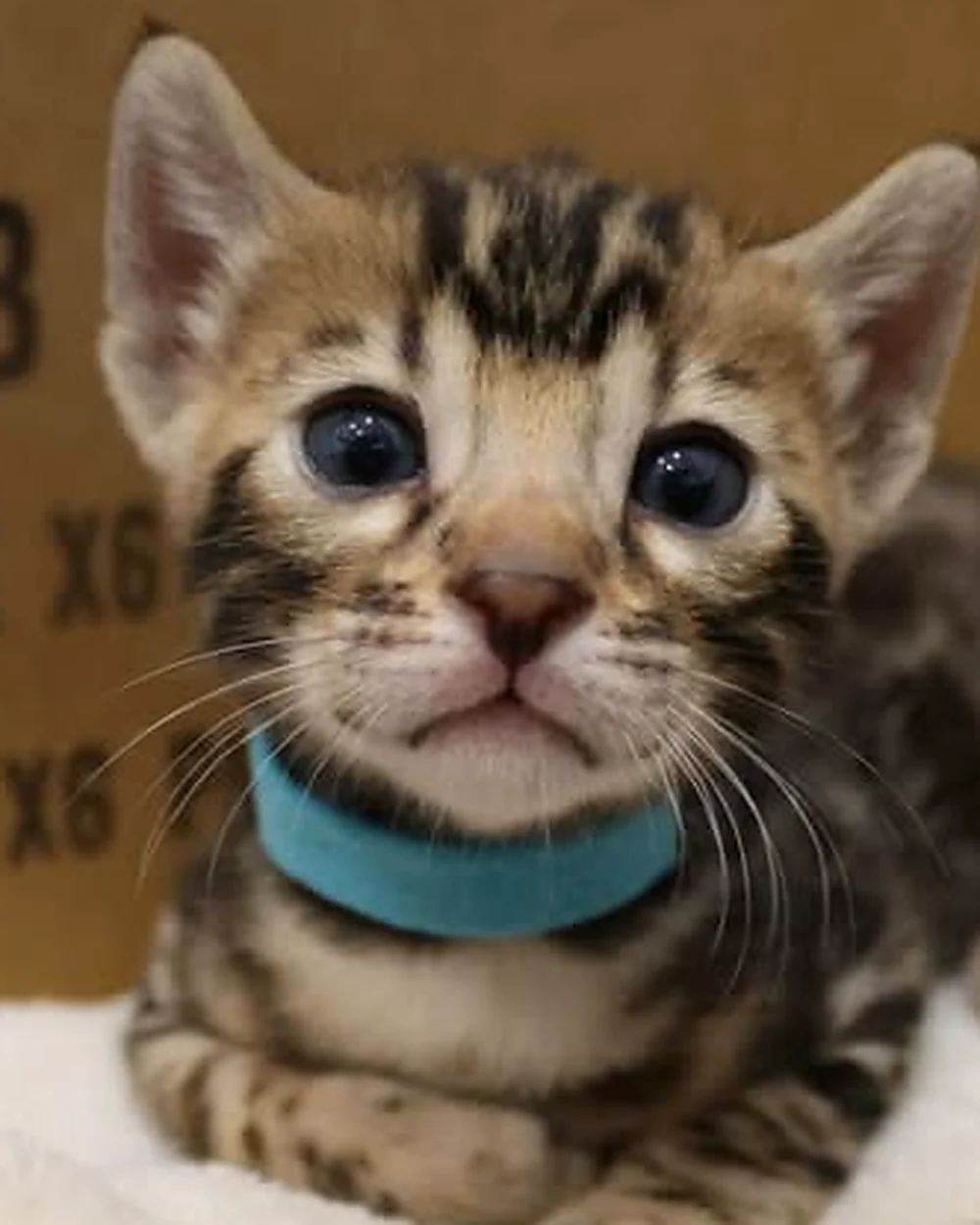 Chaton Bengal brown à rosettes, élevage Tialys Bengal