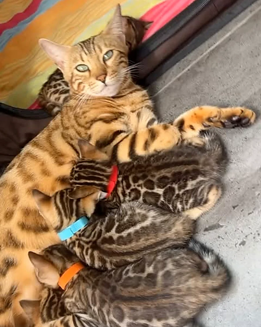 Baya et ses chatons Bengal à la maison